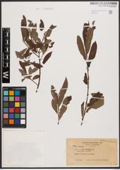 Salix aurita L. x Salix viminalis L.